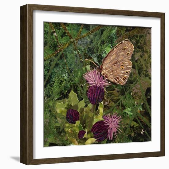 Flit - Satyr Butterfly on Thistle-Kirstie Adamson-Framed Giclee Print