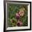 Flit - Satyr Butterfly on Thistle-Kirstie Adamson-Framed Giclee Print