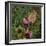 Flit - Satyr Butterfly on Thistle-Kirstie Adamson-Framed Giclee Print