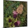 Flit - Satyr Butterfly on Thistle-Kirstie Adamson-Mounted Giclee Print