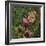 Flit - Satyr Butterfly on Thistle-Kirstie Adamson-Framed Giclee Print