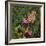 Flit - Satyr Butterfly on Thistle-Kirstie Adamson-Framed Giclee Print