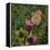 Flit - Satyr Butterfly on Thistle-Kirstie Adamson-Framed Premier Image Canvas