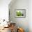 Floating Apples, 1995-Norman Hollands-Framed Photographic Print displayed on a wall