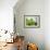 Floating Apples, 1995-Norman Hollands-Framed Photographic Print displayed on a wall
