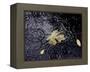 Floating Autumn Leaves are Seen in a Koi Pond-Rick Bowmer-Framed Premier Image Canvas
