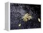 Floating Autumn Leaves are Seen in a Koi Pond-Rick Bowmer-Framed Premier Image Canvas