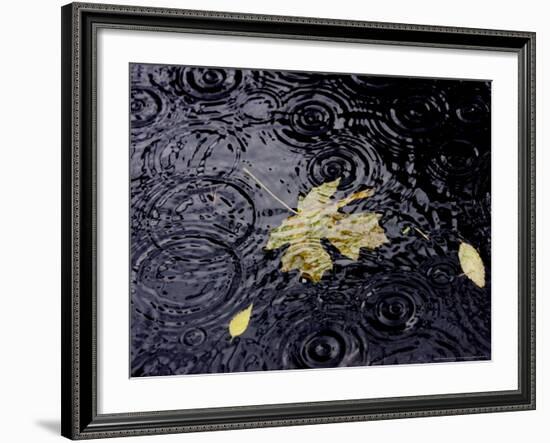 Floating Autumn Leaves are Seen in a Koi Pond-Rick Bowmer-Framed Photographic Print