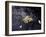 Floating Autumn Leaves are Seen in a Koi Pond-Rick Bowmer-Framed Photographic Print