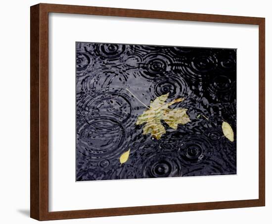 Floating Autumn Leaves are Seen in a Koi Pond-Rick Bowmer-Framed Photographic Print