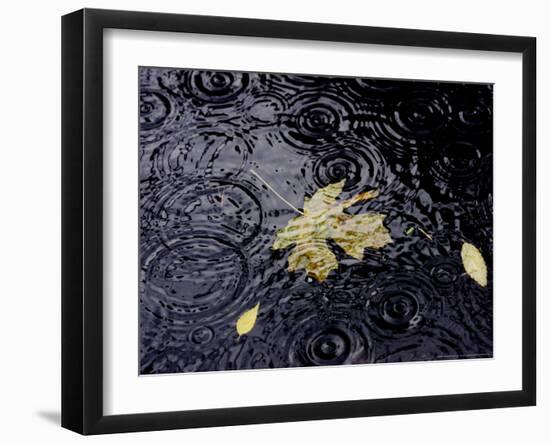 Floating Autumn Leaves are Seen in a Koi Pond-Rick Bowmer-Framed Photographic Print