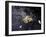 Floating Autumn Leaves are Seen in a Koi Pond-Rick Bowmer-Framed Photographic Print