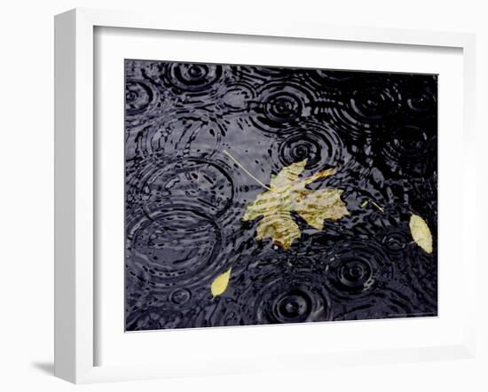 Floating Autumn Leaves are Seen in a Koi Pond-Rick Bowmer-Framed Photographic Print