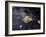 Floating Autumn Leaves are Seen in a Koi Pond-Rick Bowmer-Framed Photographic Print