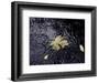 Floating Autumn Leaves are Seen in a Koi Pond-Rick Bowmer-Framed Photographic Print