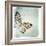 Floating Butterfly IV-Debra Van Swearingen-Framed Art Print