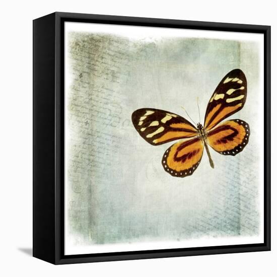 Floating Butterfly VI-Debra Van Swearingen-Framed Stretched Canvas