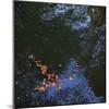 Floating Fall Leaves-Anna Miller-Mounted Photographic Print