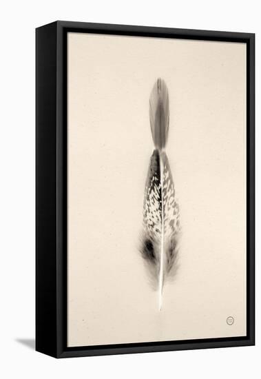 Floating Feathers I Sepia-Nathan Larson-Framed Premier Image Canvas