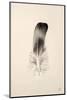 Floating Feathers IV Sepia-Nathan Larson-Mounted Photographic Print