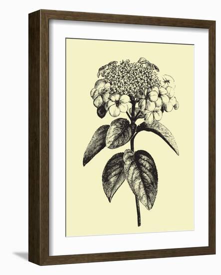 Floating Flower II-Jasmine Woods-Framed Art Print