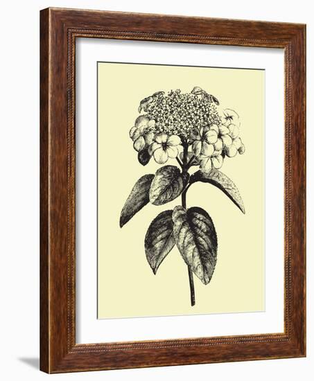 Floating Flower II-Jasmine Woods-Framed Art Print