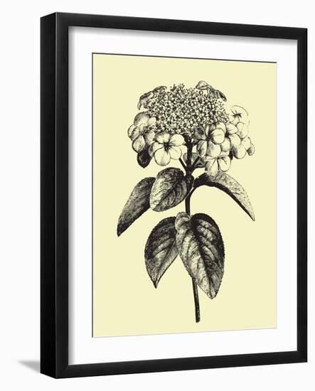 Floating Flower II-Jasmine Woods-Framed Art Print