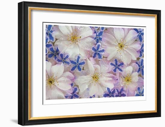 Floating Flowers-Donald Paulson-Framed Giclee Print