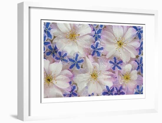 Floating Flowers-Donald Paulson-Framed Giclee Print