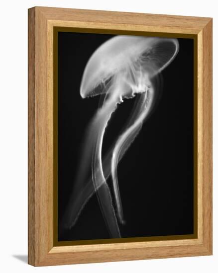 Floating Jellyfish-Henry Horenstein-Framed Premier Image Canvas