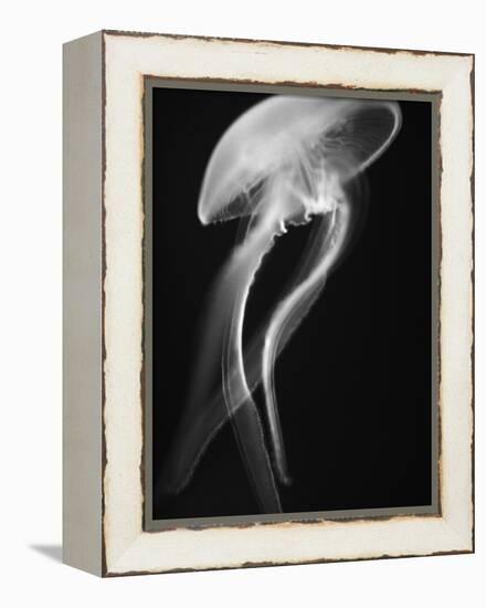 Floating Jellyfish-Henry Horenstein-Framed Premier Image Canvas