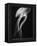 Floating Jellyfish-Henry Horenstein-Framed Premier Image Canvas