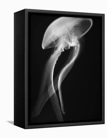 Floating Jellyfish-Henry Horenstein-Framed Premier Image Canvas