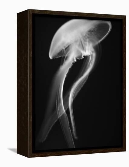 Floating Jellyfish-Henry Horenstein-Framed Premier Image Canvas