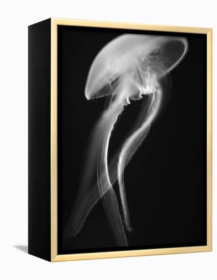 Floating Jellyfish-Henry Horenstein-Framed Premier Image Canvas