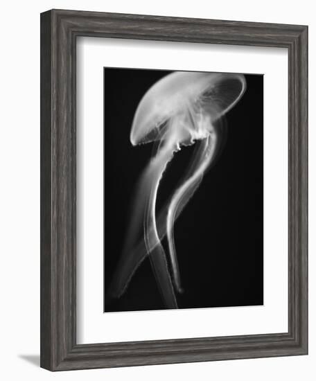 Floating Jellyfish-Henry Horenstein-Framed Photographic Print