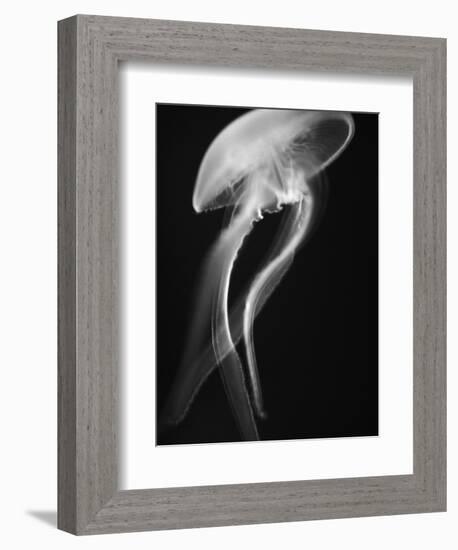 Floating Jellyfish-Henry Horenstein-Framed Photographic Print