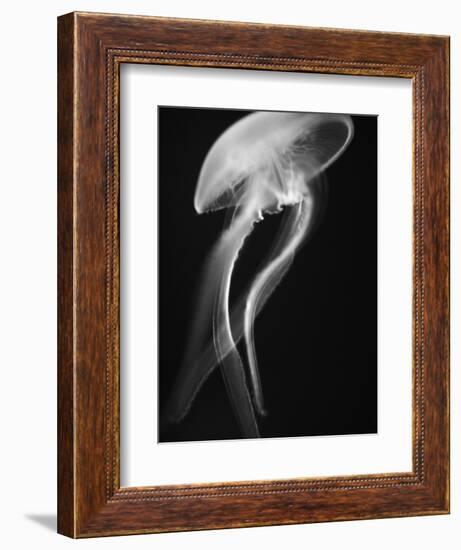Floating Jellyfish-Henry Horenstein-Framed Photographic Print