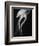 Floating Jellyfish-Henry Horenstein-Framed Photographic Print