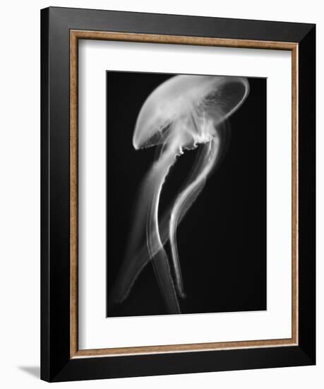 Floating Jellyfish-Henry Horenstein-Framed Photographic Print