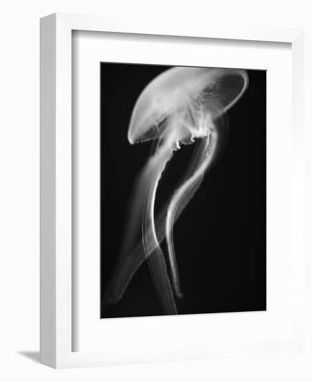 Floating Jellyfish-Henry Horenstein-Framed Photographic Print