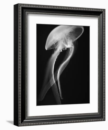 Floating Jellyfish-Henry Horenstein-Framed Photographic Print