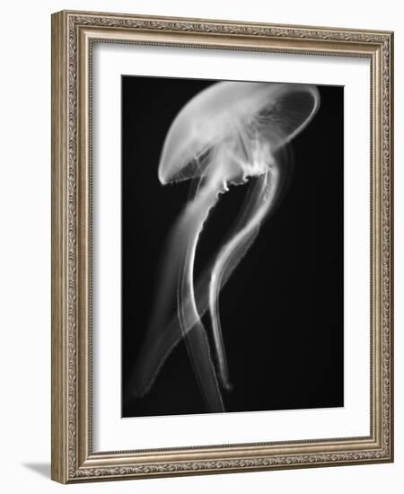 Floating Jellyfish-Henry Horenstein-Framed Photographic Print