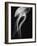 Floating Jellyfish-Henry Horenstein-Framed Photographic Print