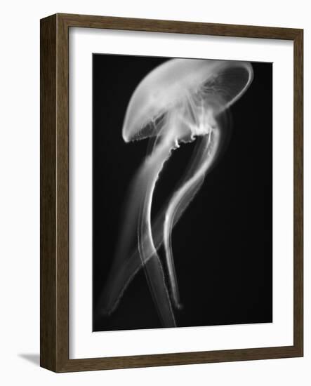 Floating Jellyfish-Henry Horenstein-Framed Photographic Print