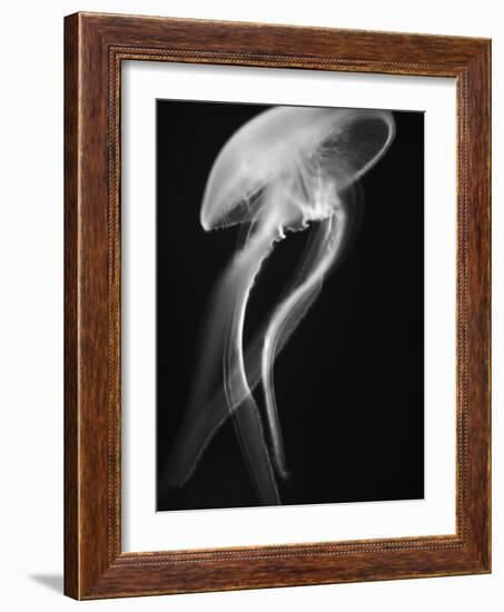 Floating Jellyfish-Henry Horenstein-Framed Photographic Print