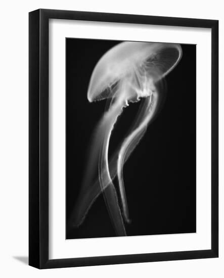 Floating Jellyfish-Henry Horenstein-Framed Photographic Print