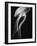 Floating Jellyfish-Henry Horenstein-Framed Photographic Print