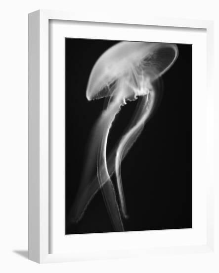 Floating Jellyfish-Henry Horenstein-Framed Photographic Print