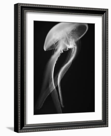 Floating Jellyfish-Henry Horenstein-Framed Photographic Print